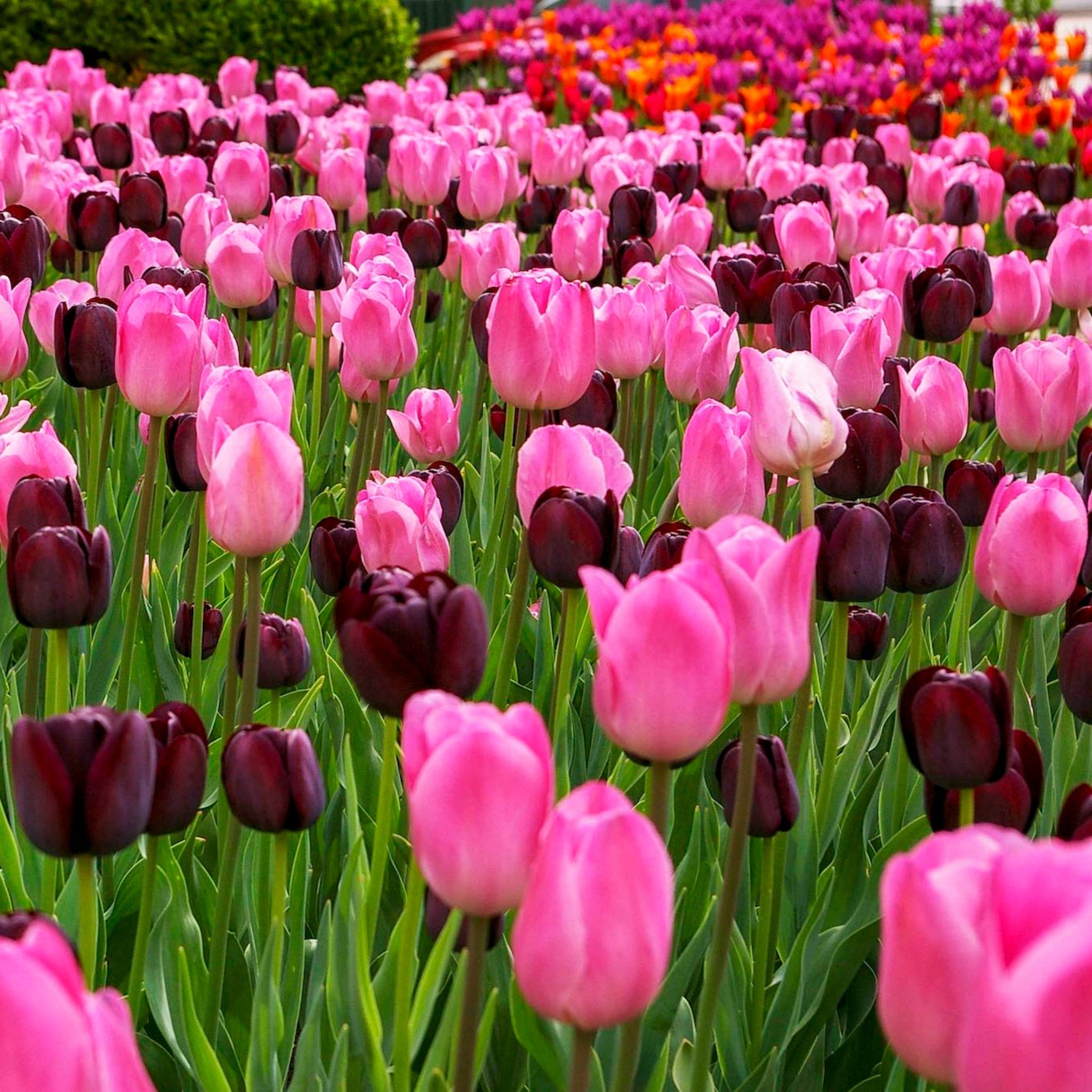 Queen of Night Tulip by Live Good Logistics