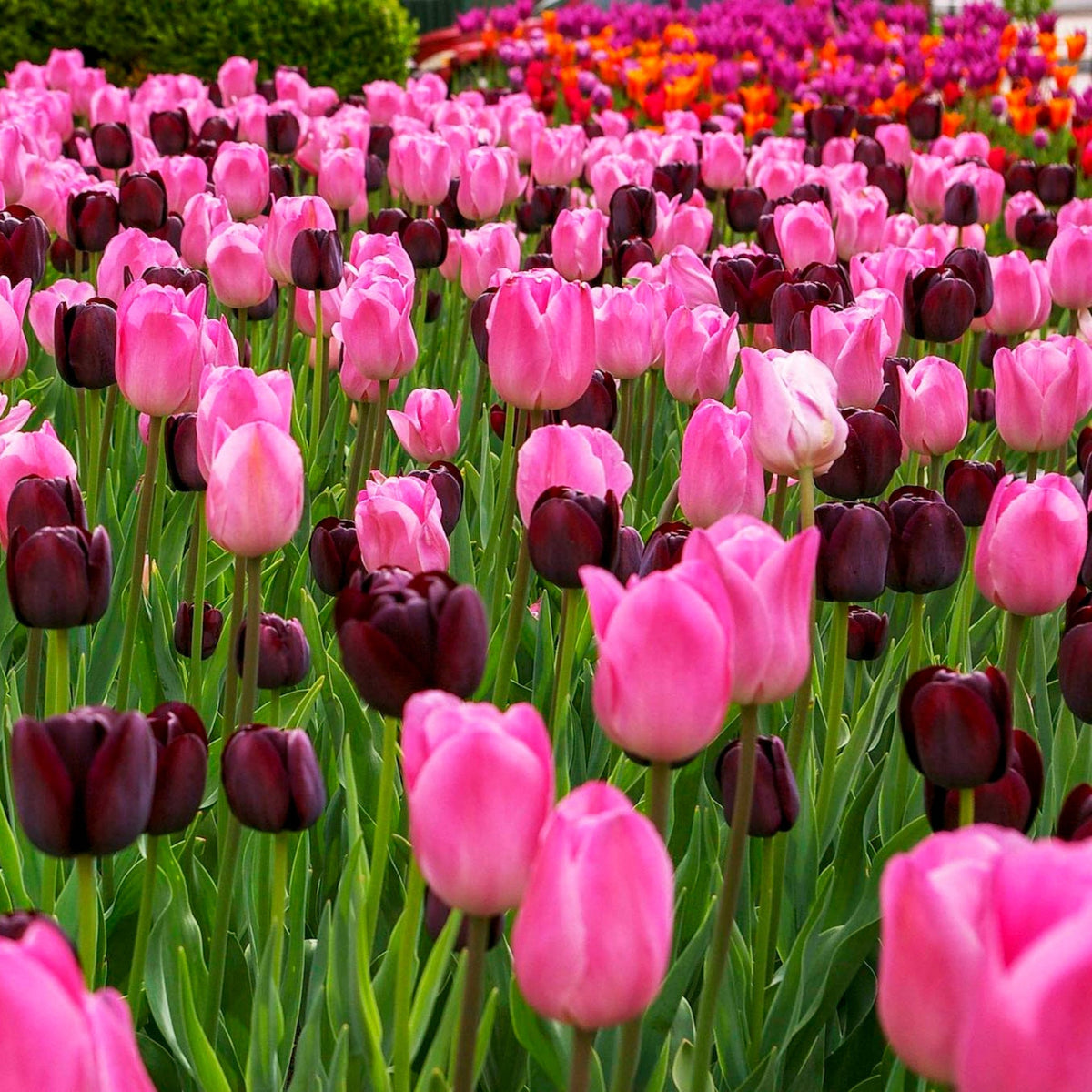Queen of Night Tulip by Live Good Logistics